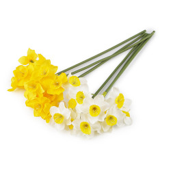 Umělý narcis